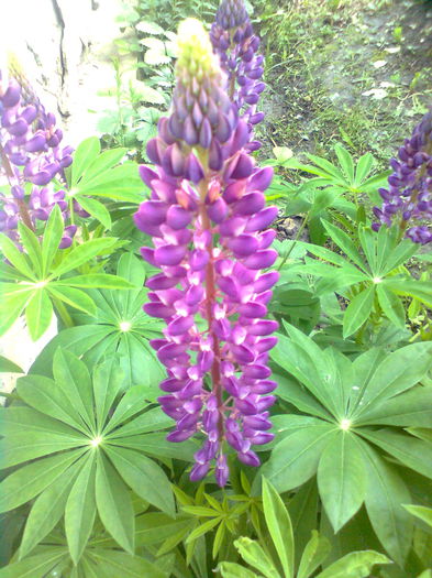 LUPIN