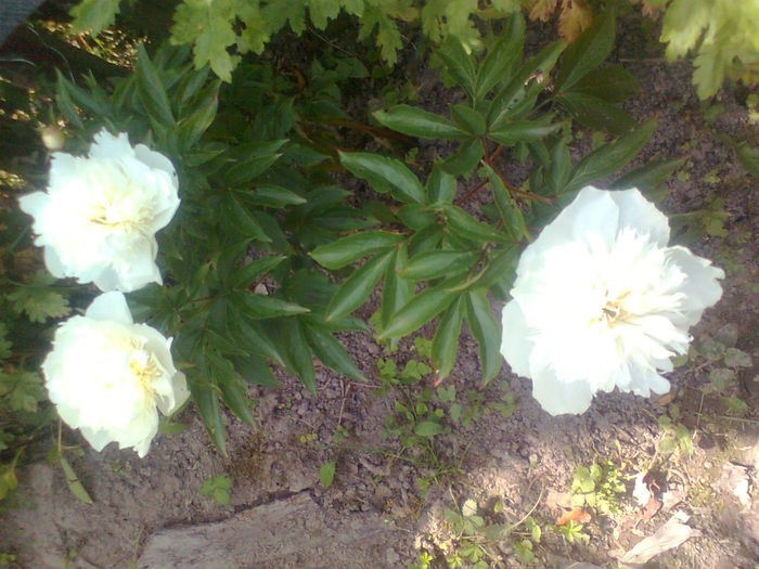 BUJORI DE LA LIGIA