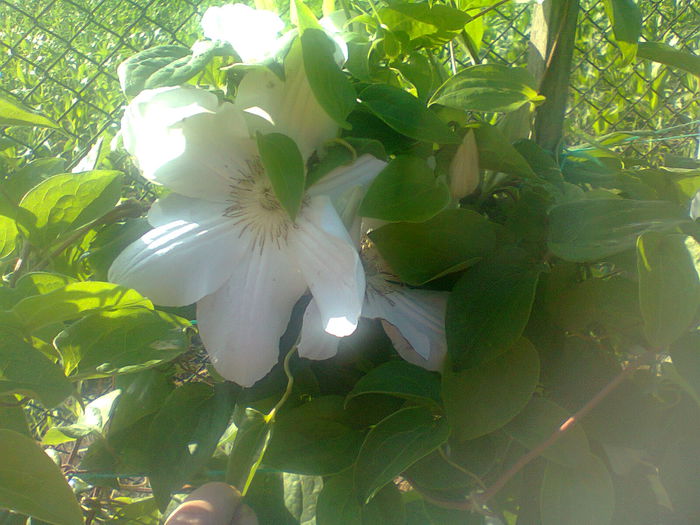 Marie Boisselot - 2015clematis