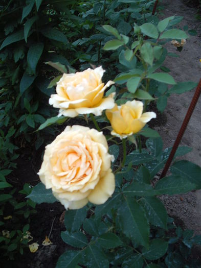 DSCF2749