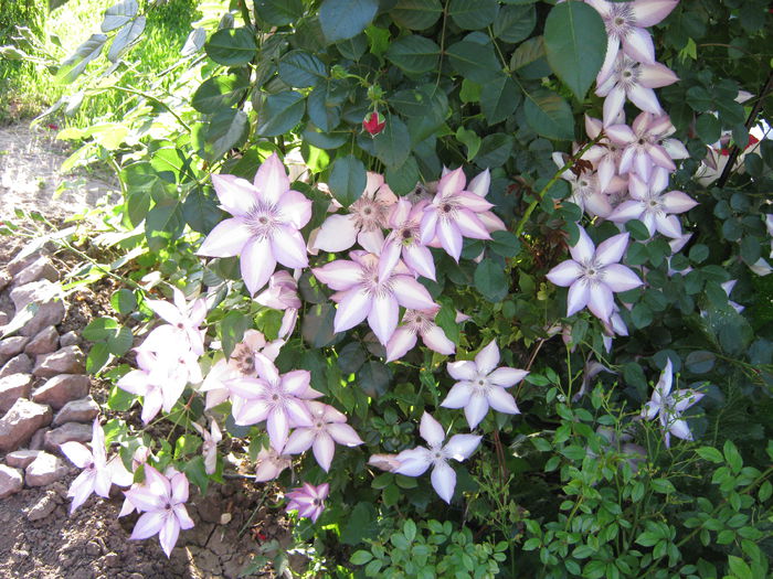 IMG_4247 - 2015 Gradina de roze
