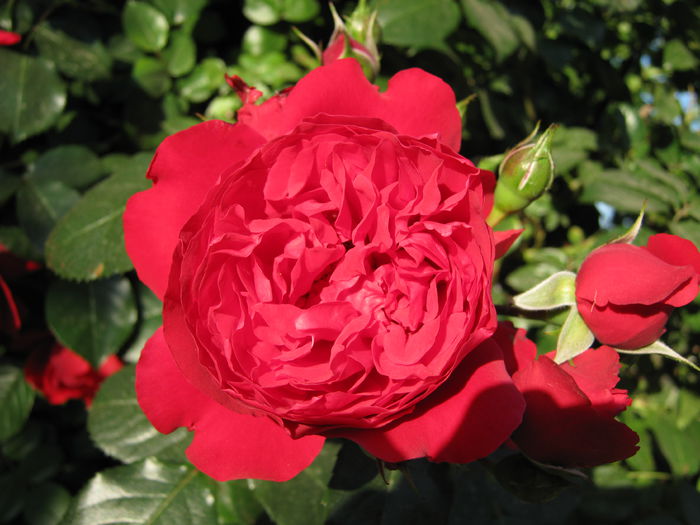 IMG_4248 - 2015 Gradina de roze