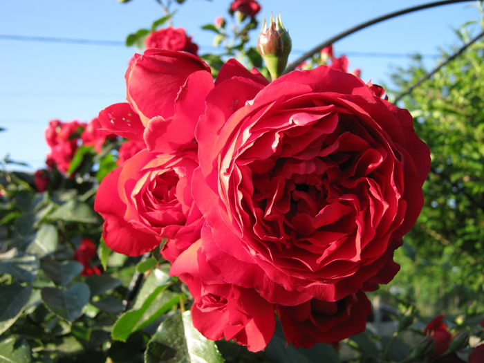 IMG_4249 - 2015 Gradina de roze