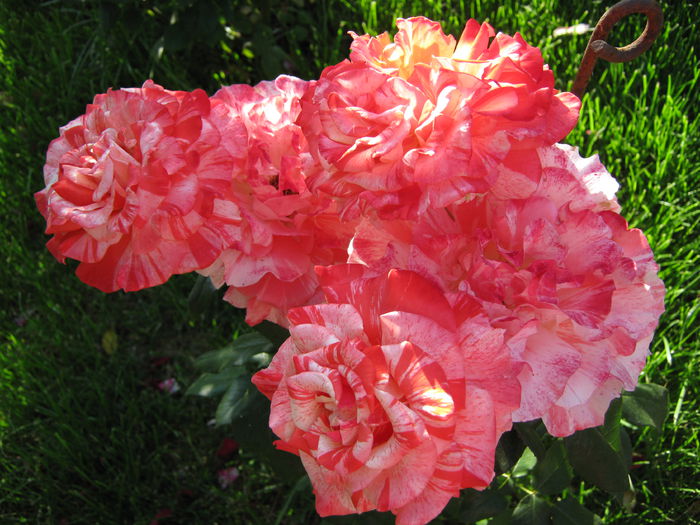 IMG_4251 - 2015 Gradina de roze