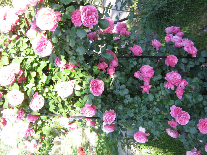 IMG_4266 - 2015 Gradina de roze