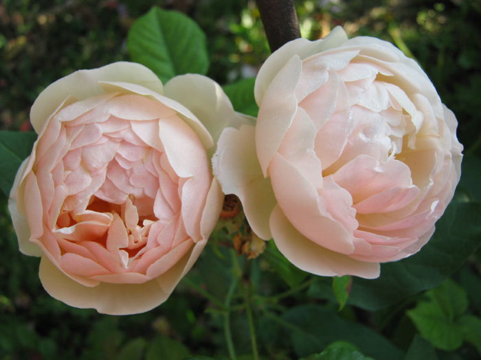 IMG_4267 - 2015 Gradina de roze