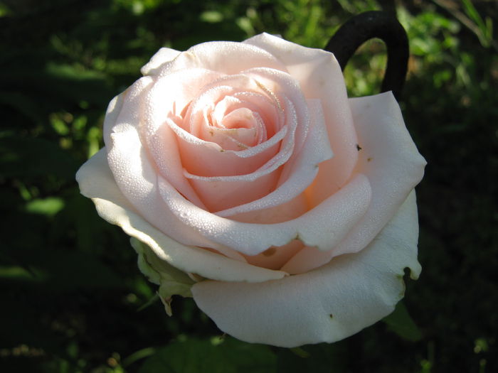 IMG_4272 - 2015 Gradina de roze
