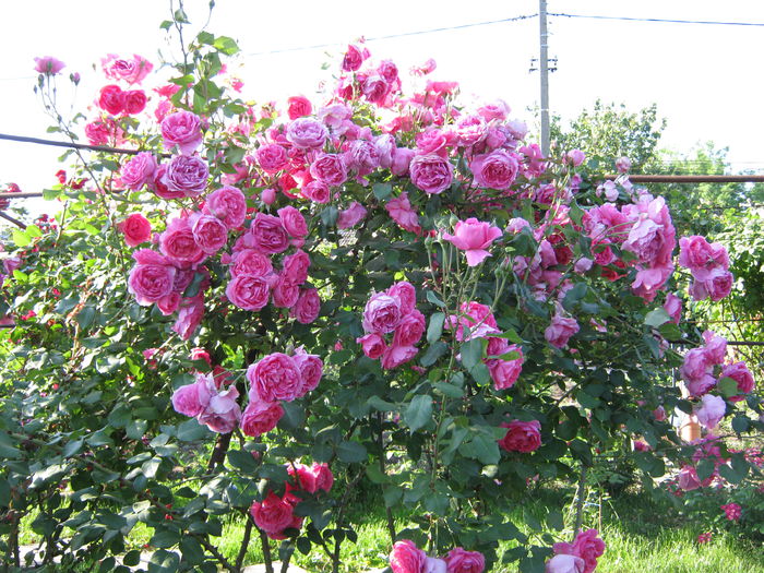 IMG_4301 - 2015 Gradina de roze