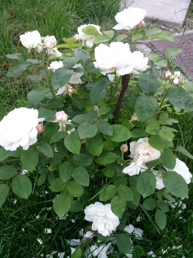 Photo3842