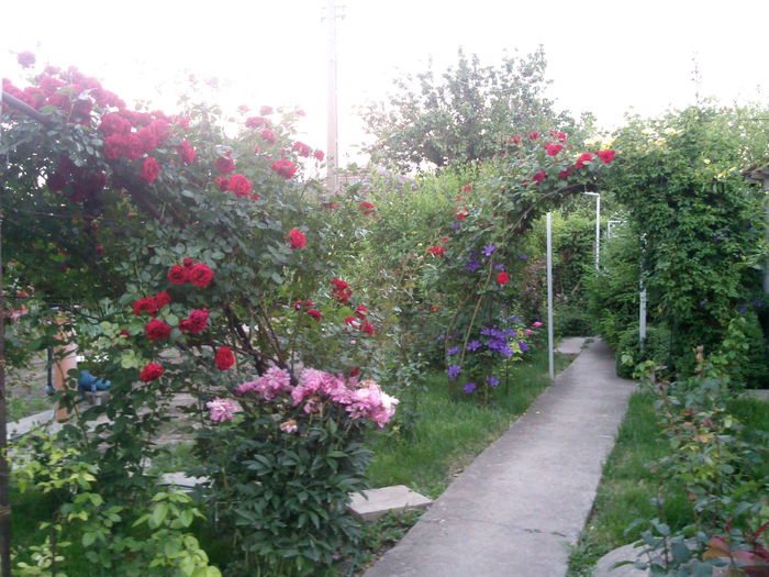 Photo3856 - 2015 Gradina de roze