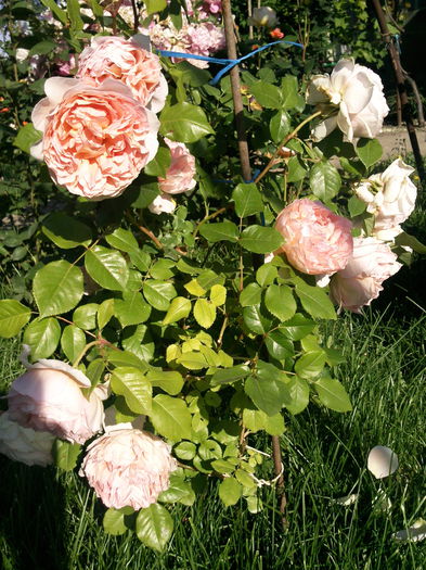 Photo3864_001