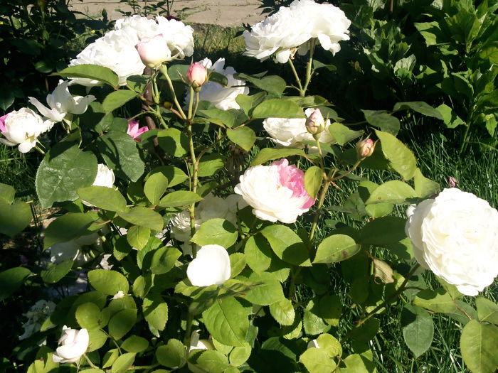Photo3866_001