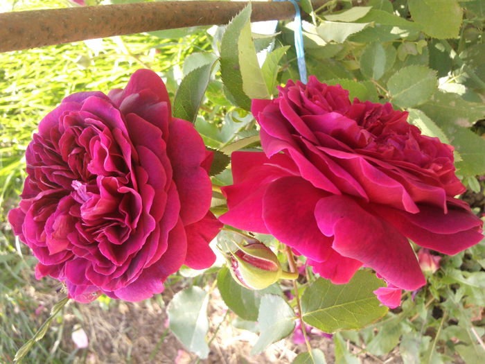 Photo3870_001