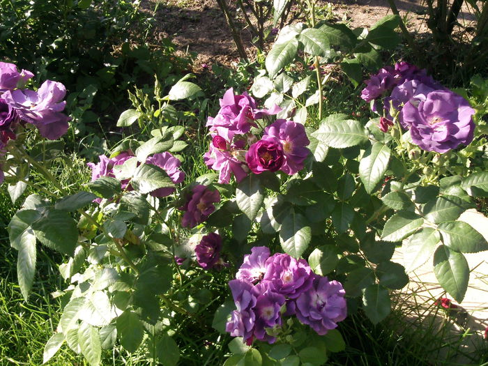 Photo3872_001