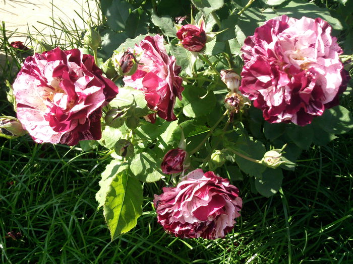 Photo3873_001