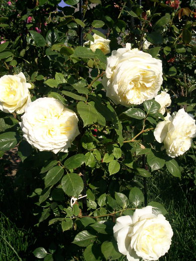 Photo3874_001