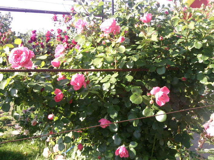 Photo3877_001