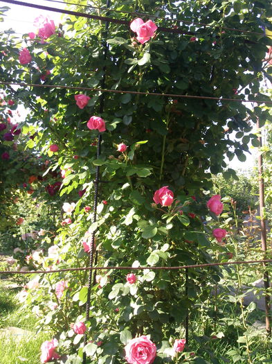 Photo3878_001