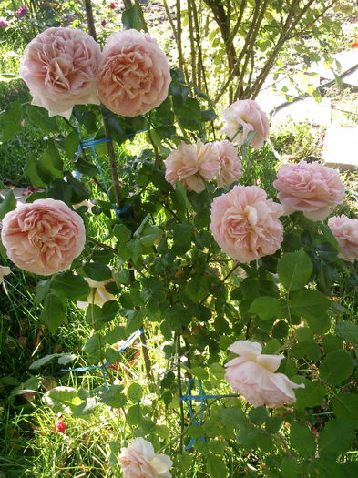 Photo3880 - 2015 Gradina de roze