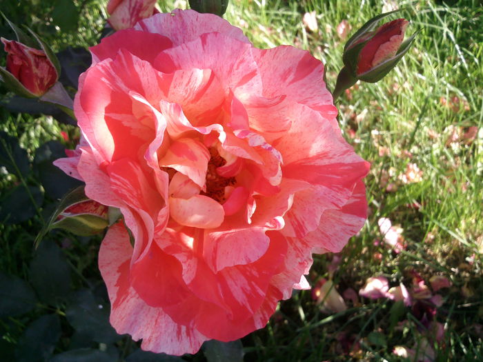Photo3882 - 2015 Gradina de roze