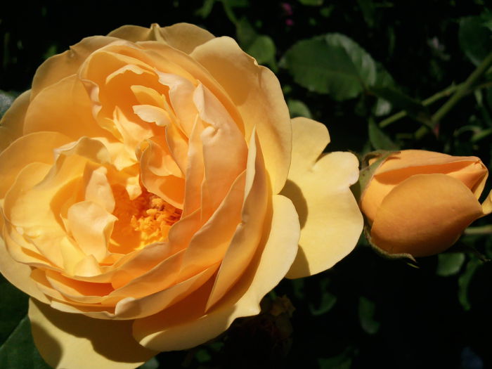 Photo3884 - 2015 Gradina de roze