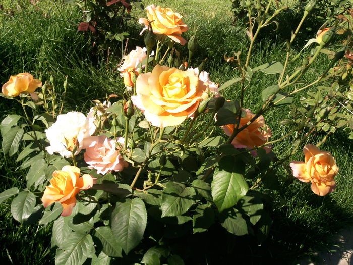 Photo3893 - 2015 Gradina de roze