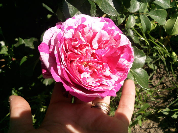 Photo3894 - 2015 Gradina de roze