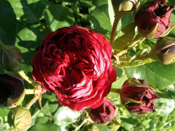 Photo3898 - 2015 Gradina de roze