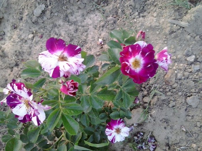 purple splash