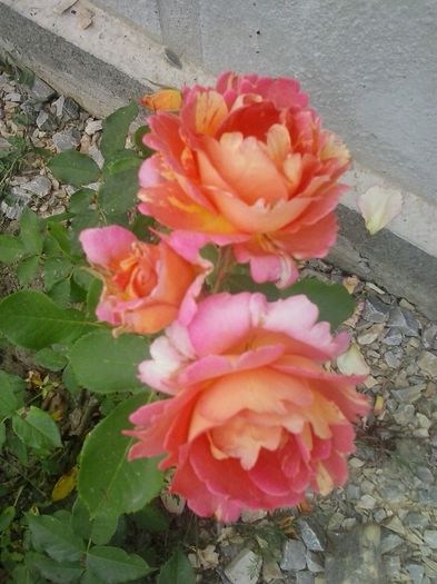 rose de cisterciens - A Trandafiri 2015