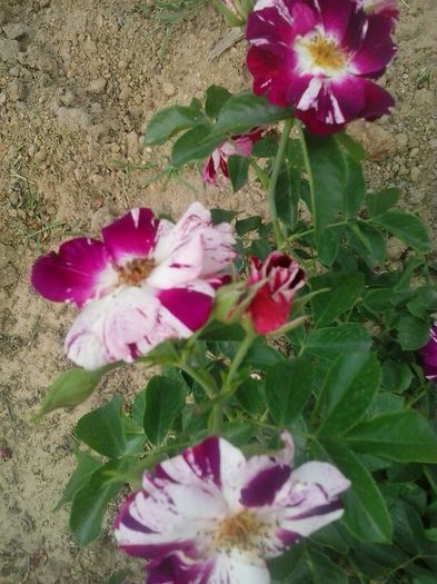 purple splash