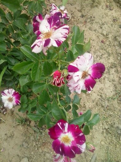 20150610_165038