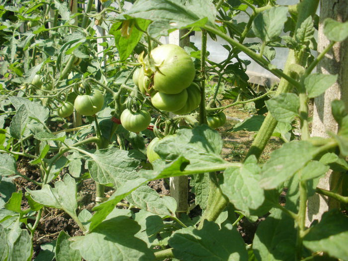 1884 - tomatele mele 2015