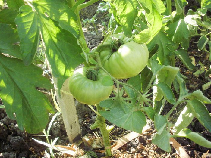 Rozov - tomatele mele 2015