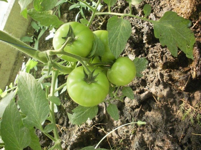 Htp-11 - tomatele mele 2015