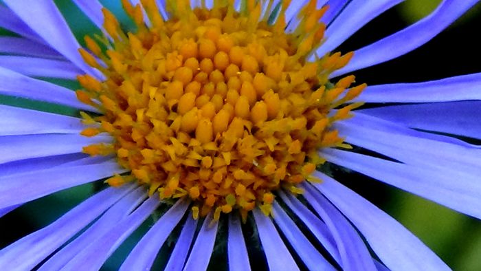 DSC05048 - MACRO
