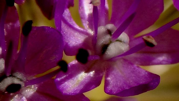 DSC05110 - MACRO