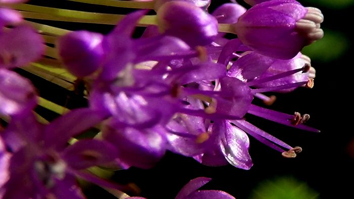 DSC05112 - MACRO