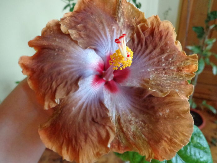 TAH.SOFISTICATION - A-HIBISCUS 2015-1