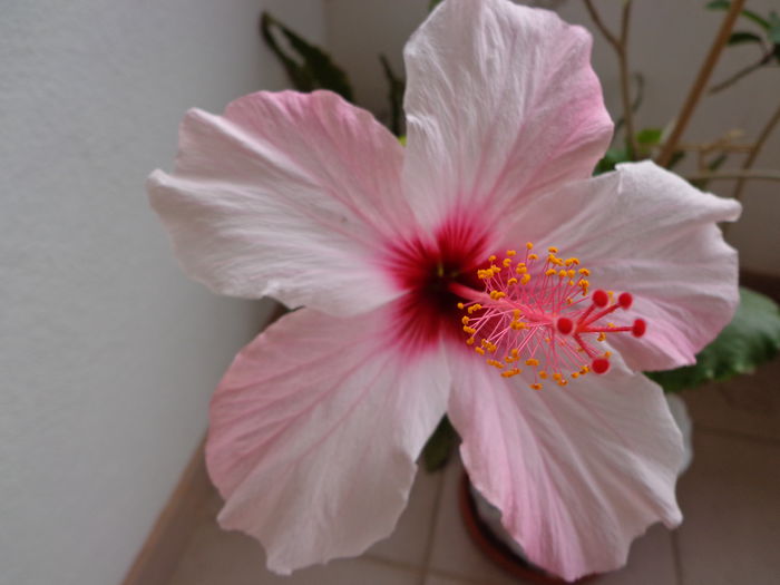 DSC08193 - A-HIBISCUS 2015-1