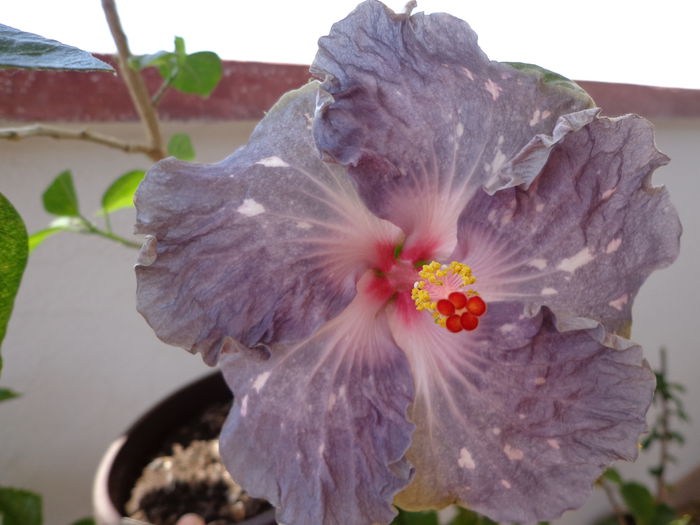 WHITE DIAMONDS - A-HIBISCUS 2015-1