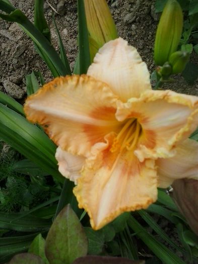 20150605_154930 - A Hemerocallis 2015