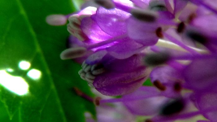 DSC05125 - MACRO