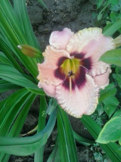 daring dilemma - A Hemerocallis 2015