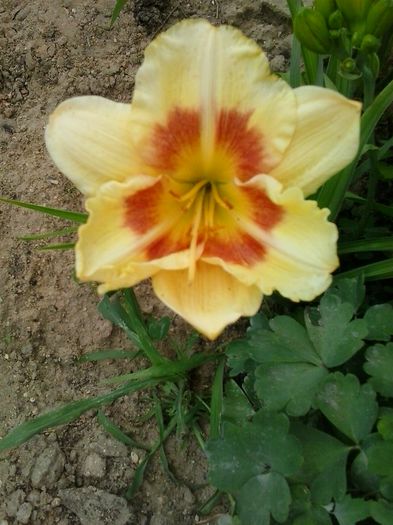 20150610_163531 - A Hemerocallis 2015