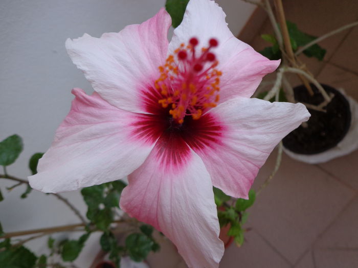 DSC08273 - A-HIBISCUS 2015-1