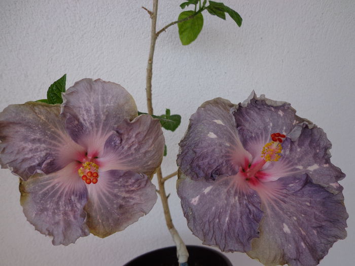 DSC08280 - A-HIBISCUS 2015-1