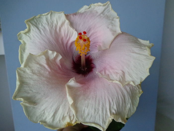 DSC08231 - A-HIBISCUS 2015-1