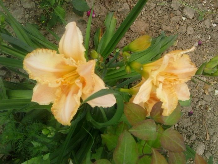 Wisest of Wizards - A Hemerocallis 2015