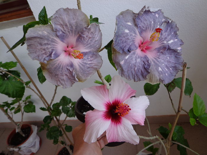 DSC08282 - A-HIBISCUS 2015-1